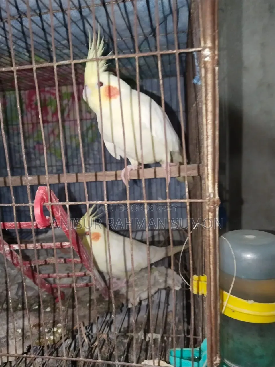 Cockatiel Lutino Red Eye
