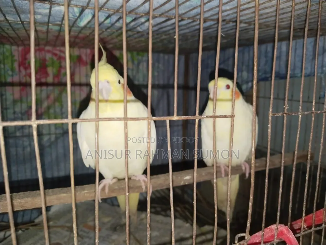Cockatiel Lutino Red Eye