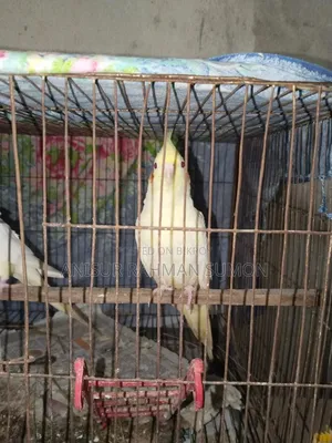 Cockatiel Lutino Red Eye
