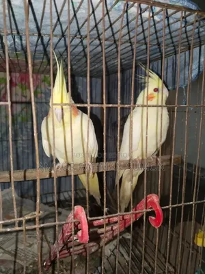 Cockatiel Lutino Red Eye