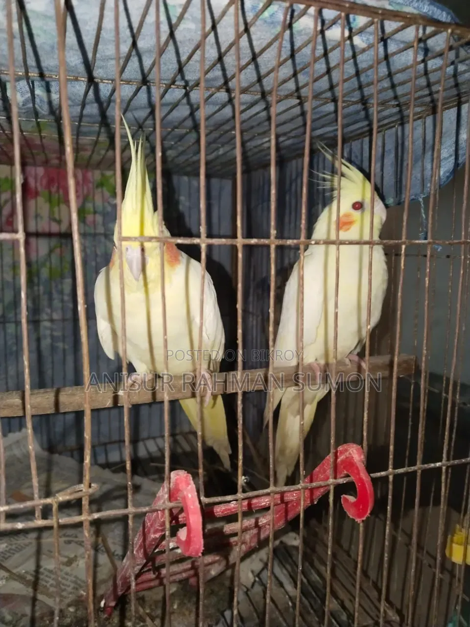 Cockatiel Lutino Red Eye