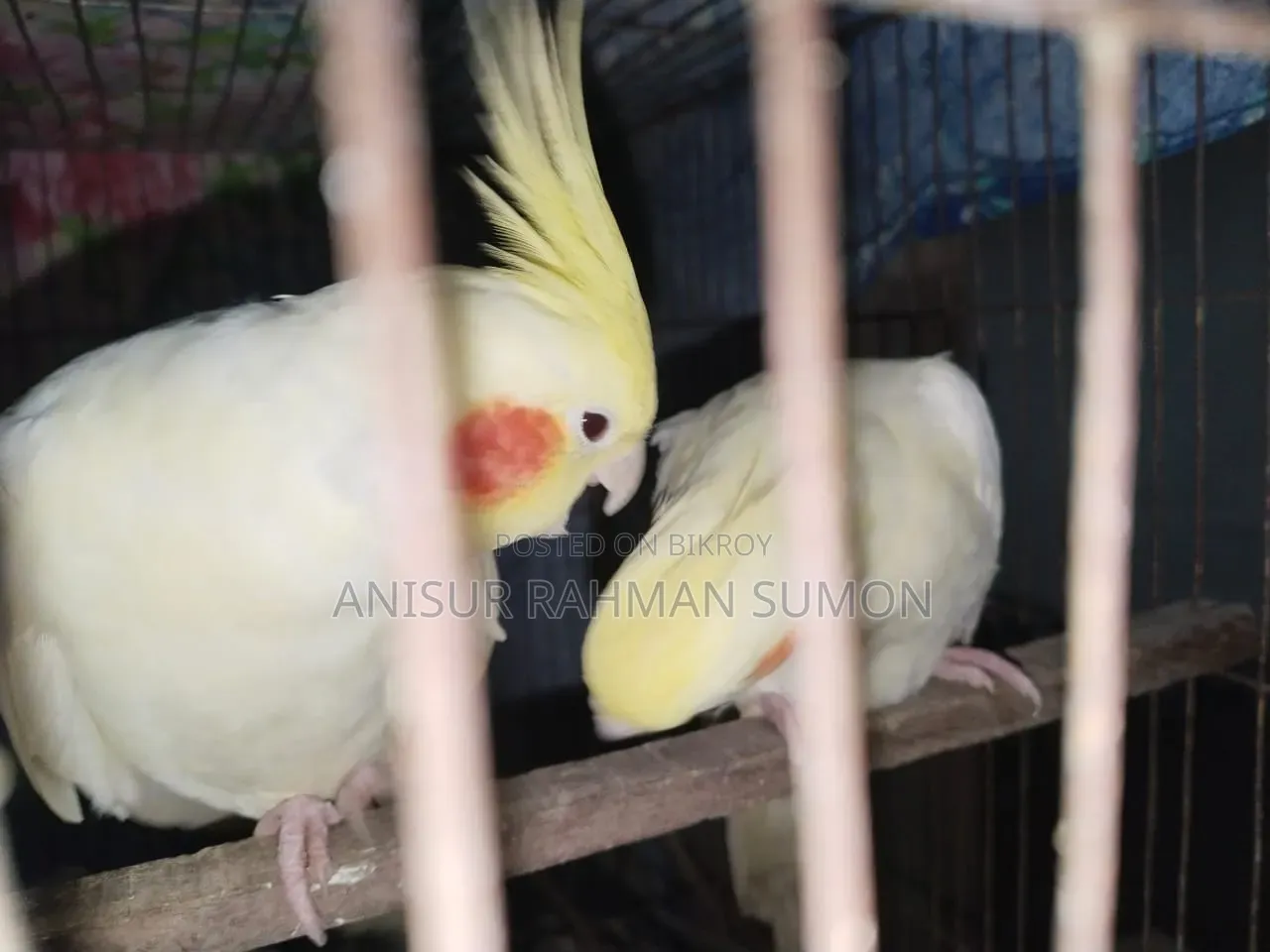 Cockatiel Lutino Red Eye