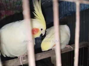Cockatiel Lutino Red Eye
