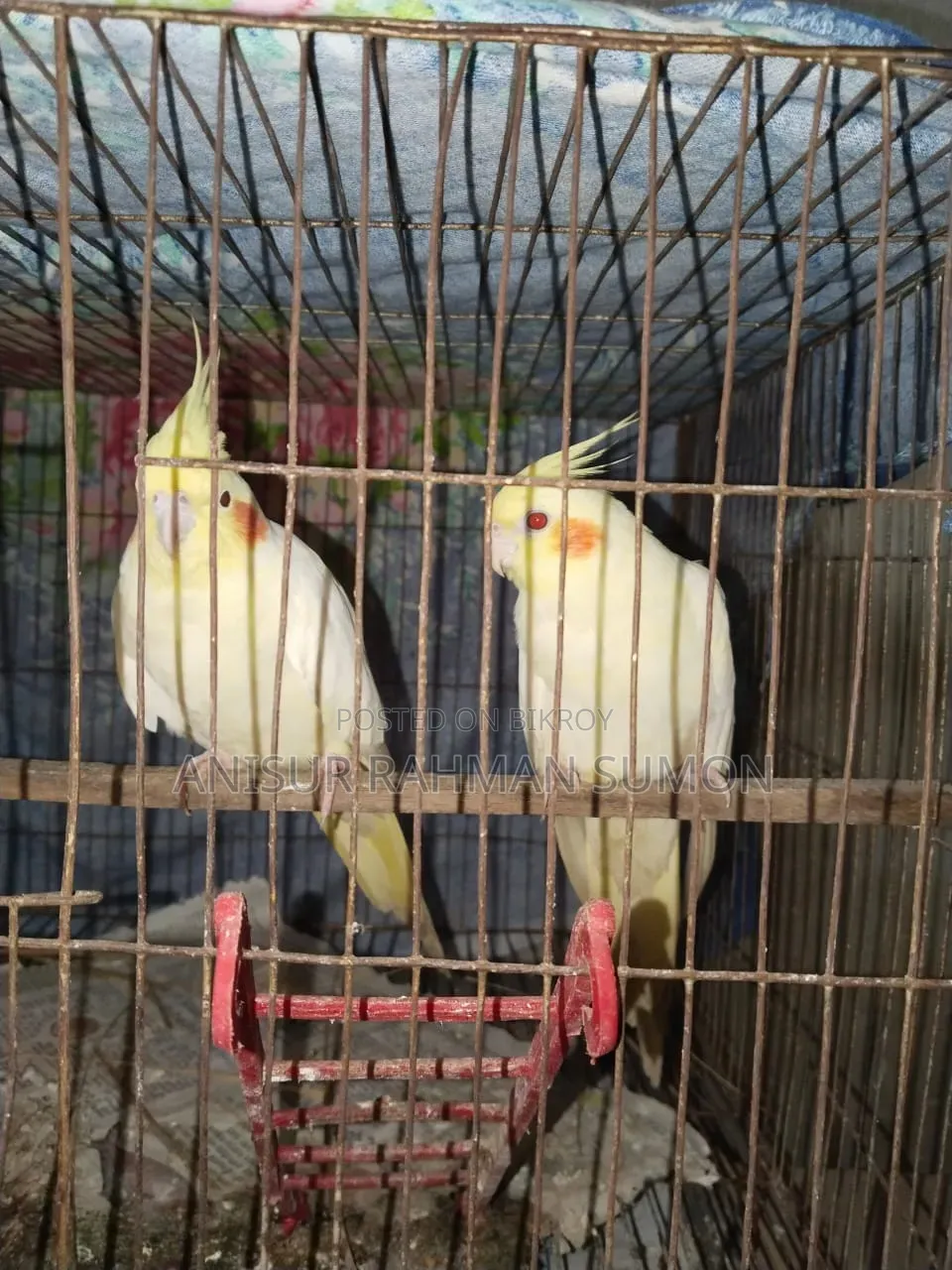 Cockatiel Lutino Red Eye