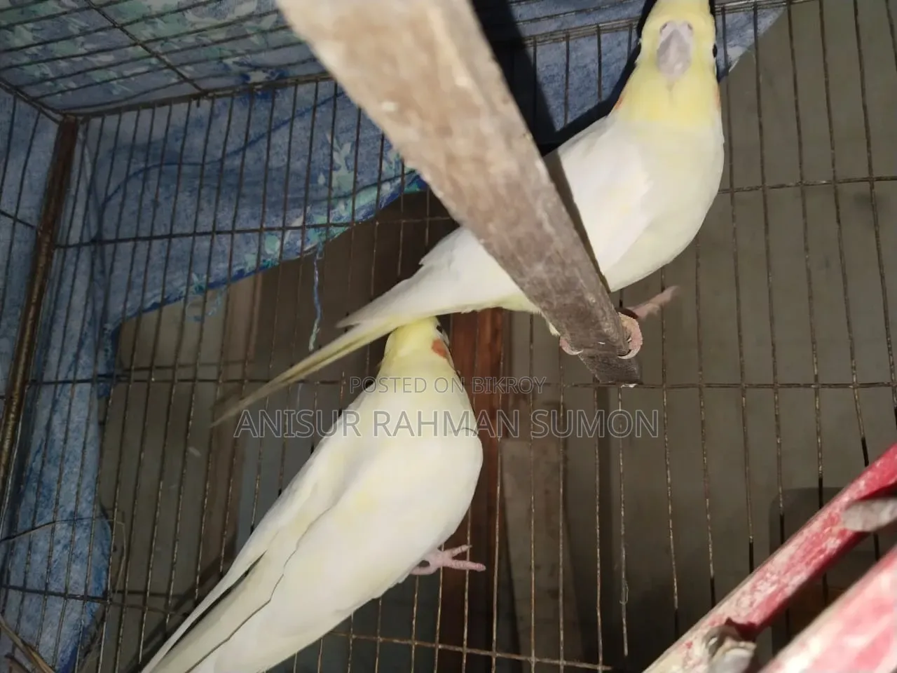 Cockatiel Lutino Red Eye