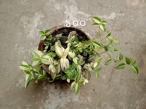 Various Ornamental Plants