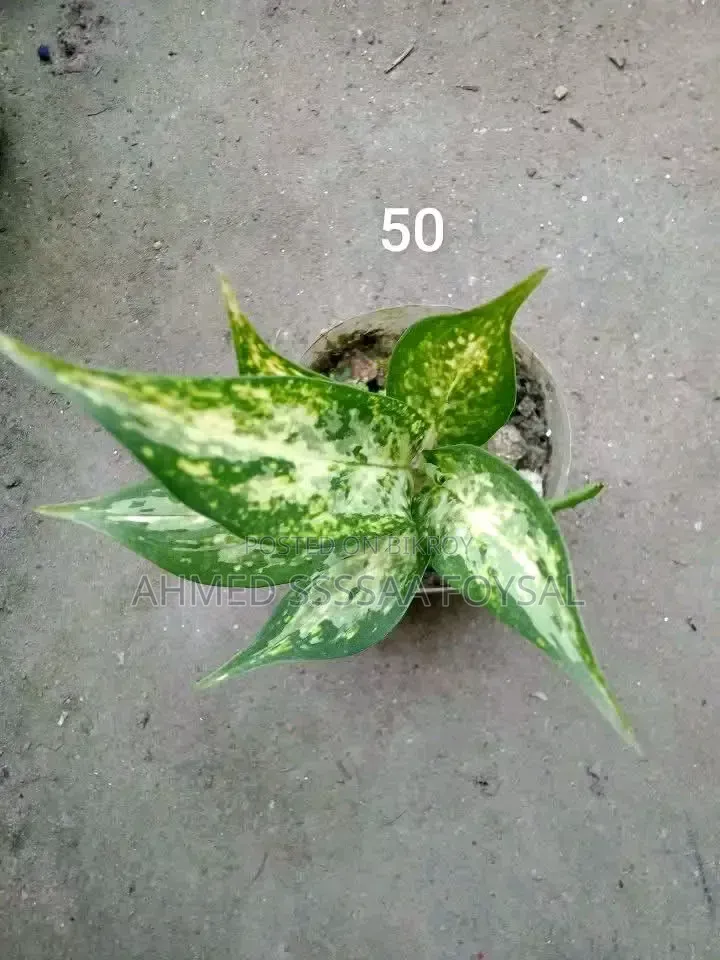 Various Ornamental Plants