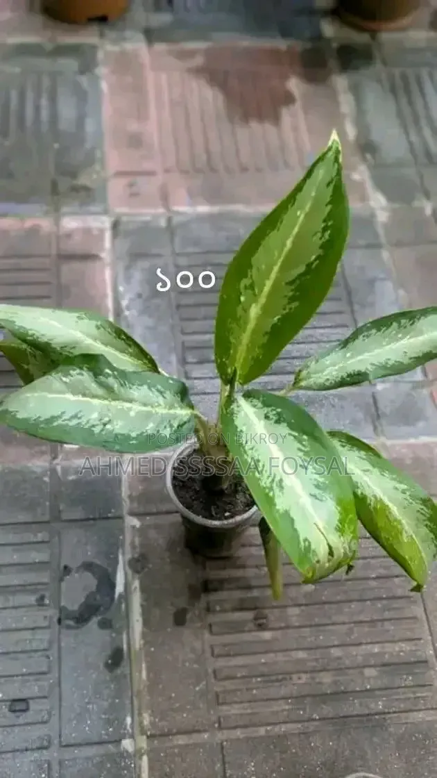 Various Ornamental Plants