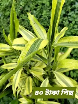 Various Ornamental Plants