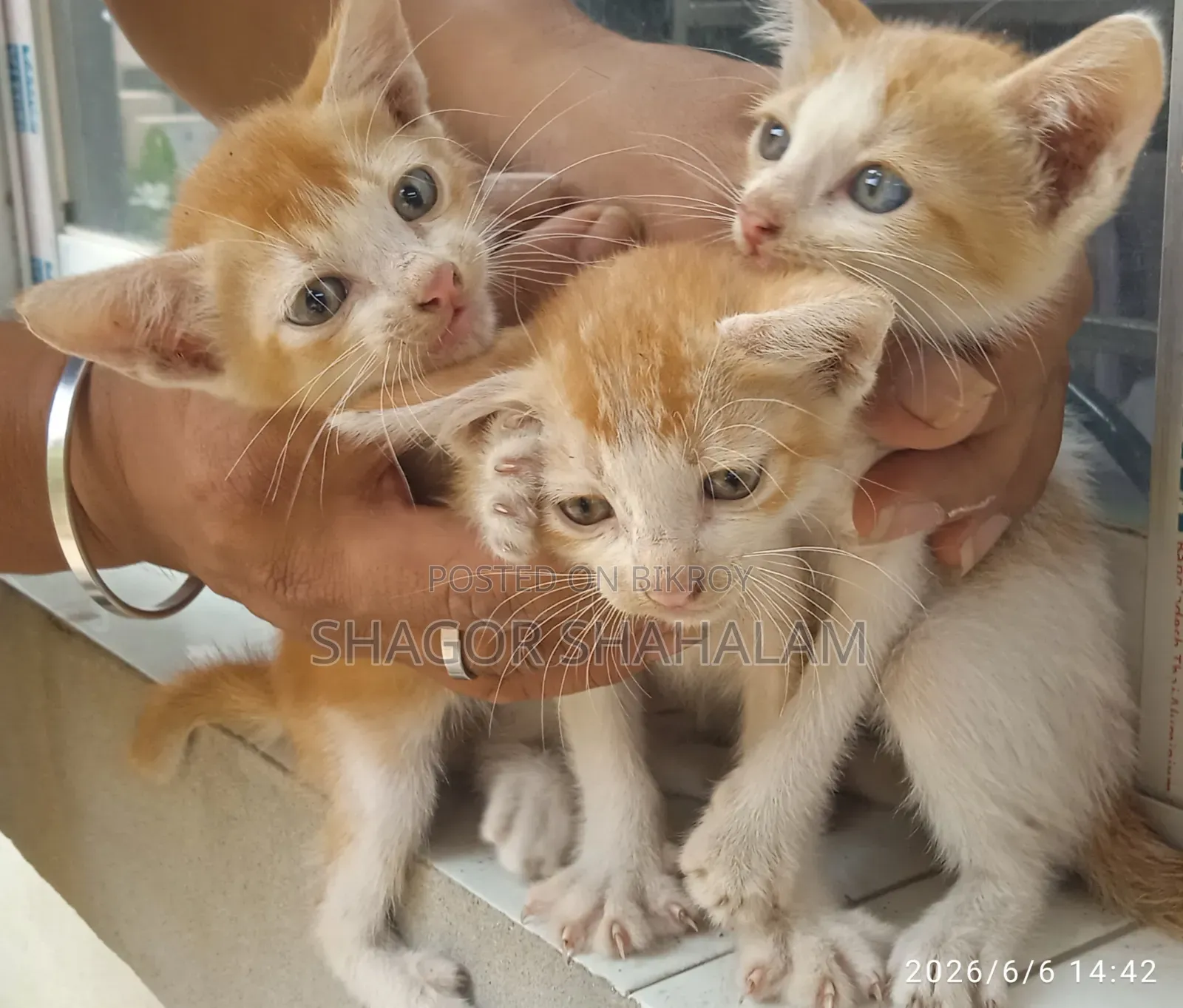 0-1 Month Female Purebred Bengal