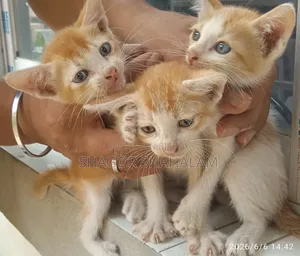 0-1 Month Female Purebred Bengal