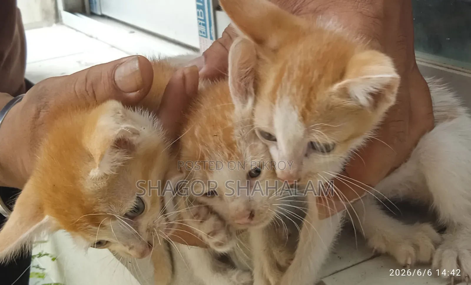 0-1 Month Female Purebred Bengal