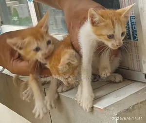 0-1 Month Female Purebred Bengal