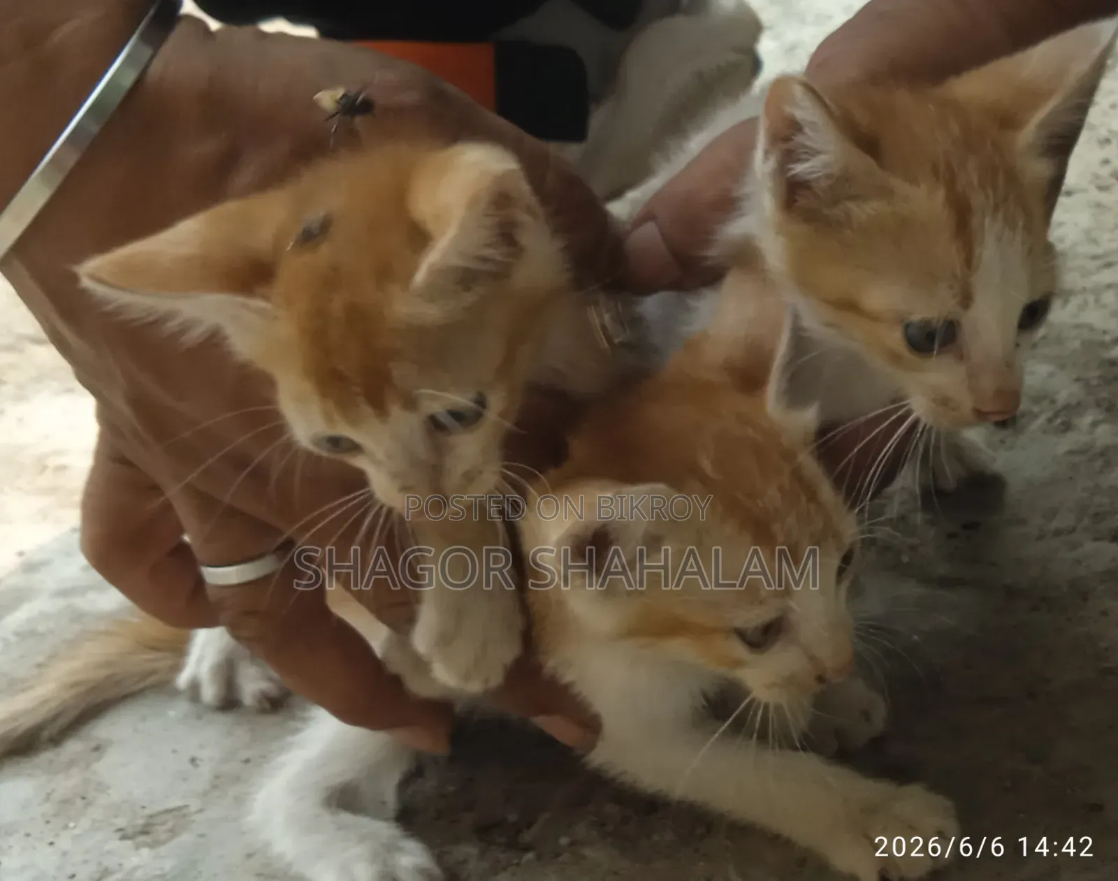 0-1 Month Female Purebred Bengal