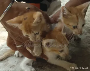 0-1 Month Female Purebred Bengal