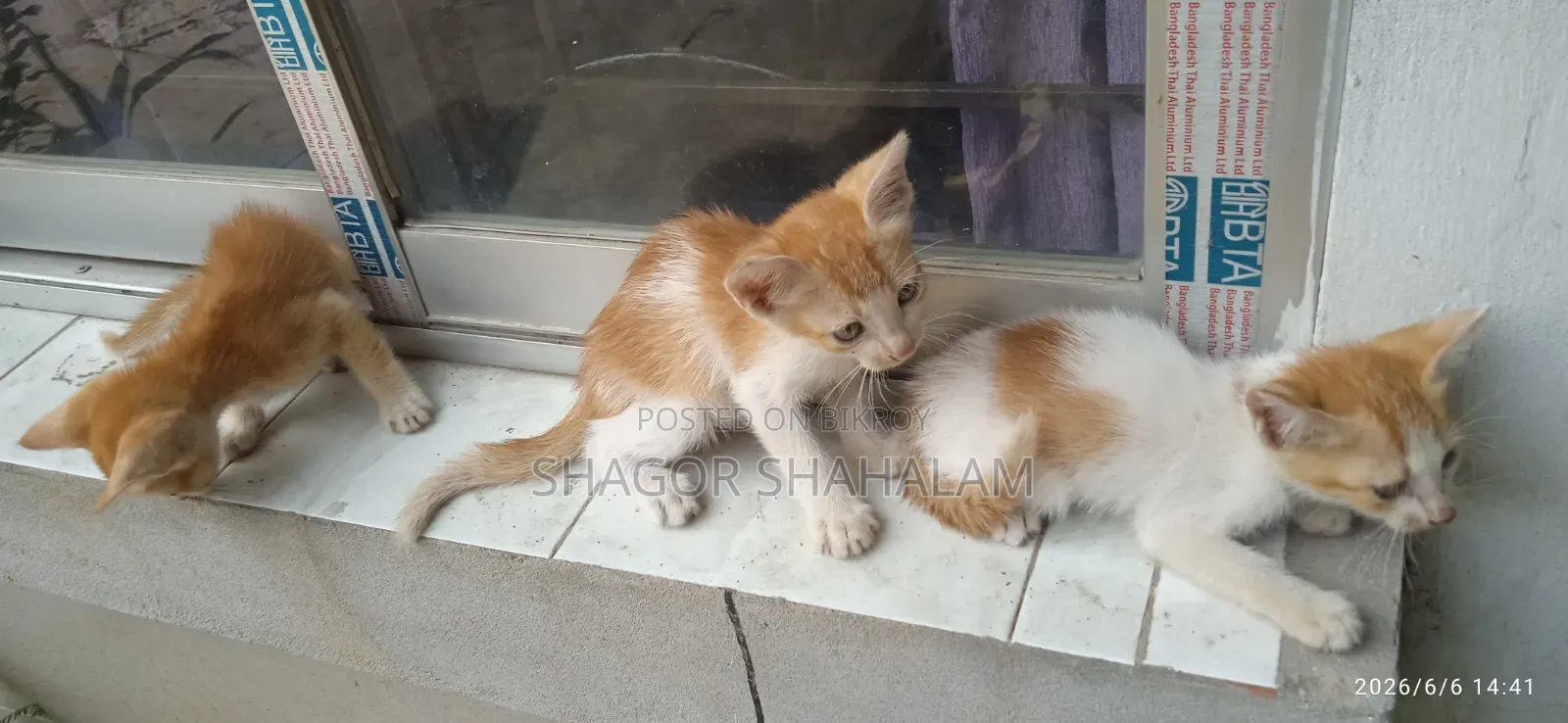 0-1 Month Female Purebred Bengal