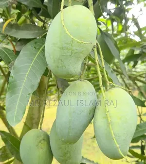 Amrupali Mango