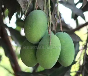 Amrupali Mango