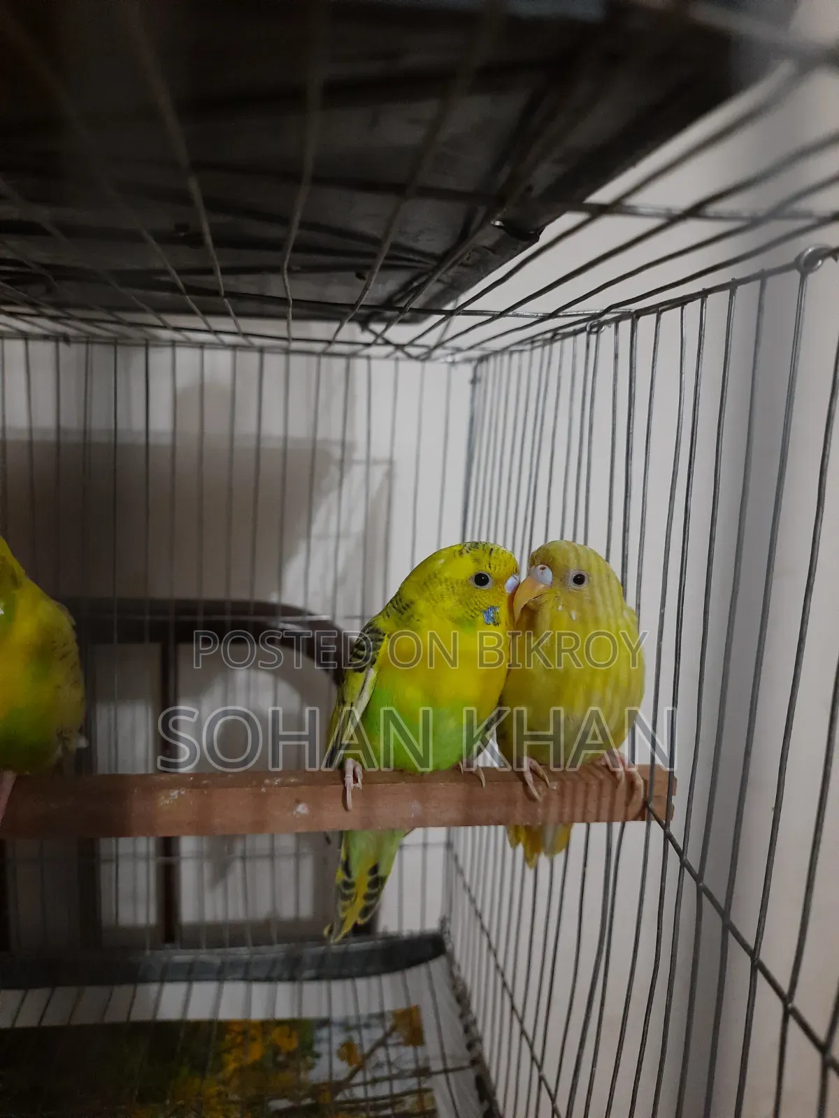 অ্যাডাল্ট পেয়ার