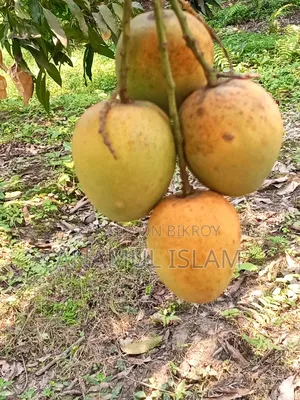 Rajshahi's famous pure Himsagar mango