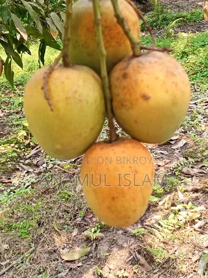 Rajshahi's famous pure Himsagar mango