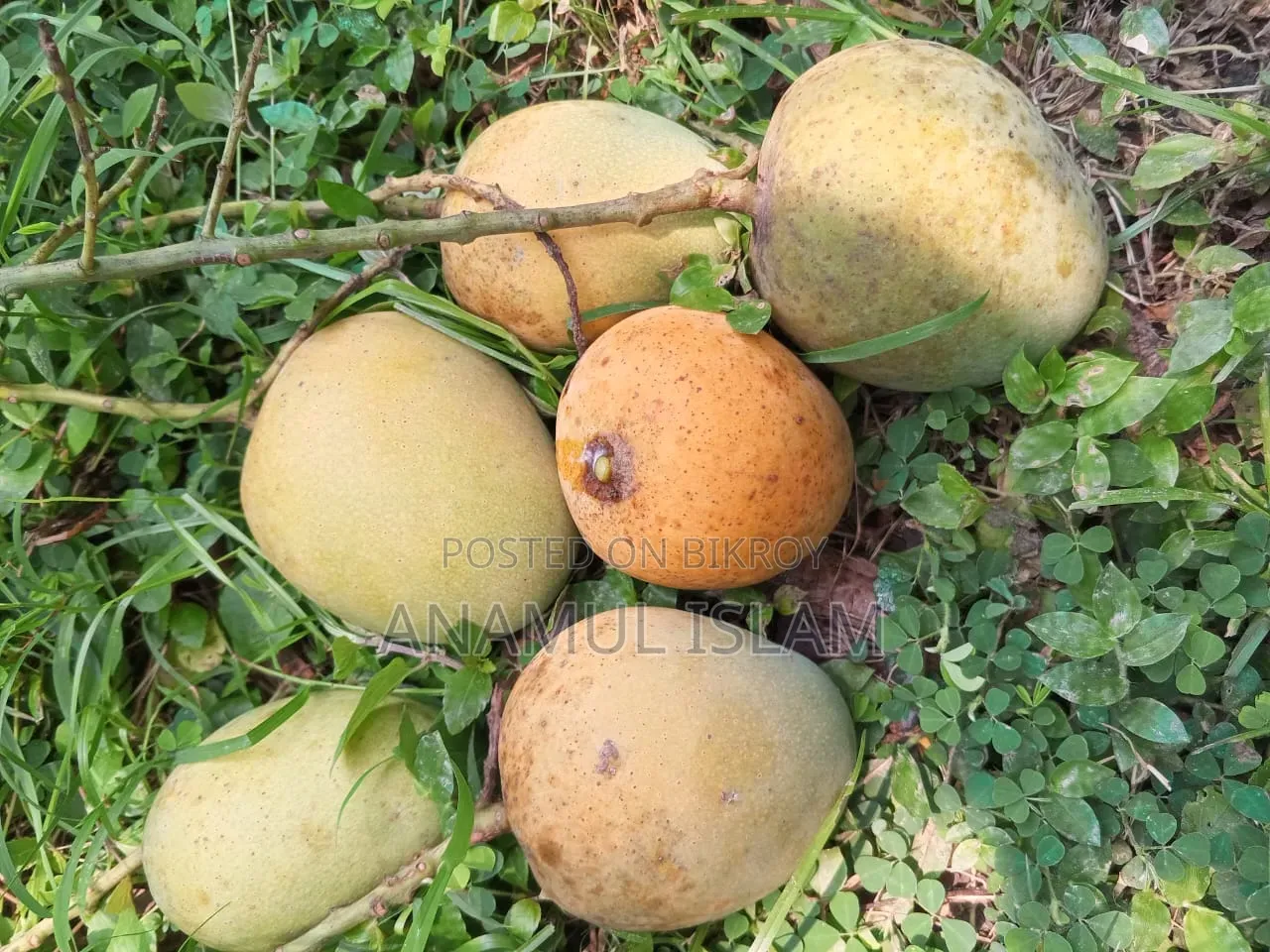 Rajshahi's famous pure Himsagar mango