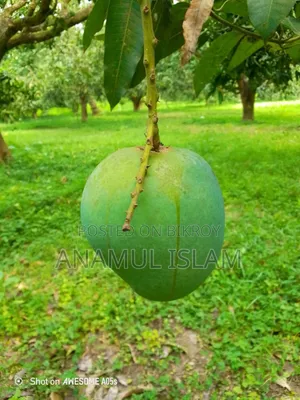 Rajshahi's famous pure Himsagar mango