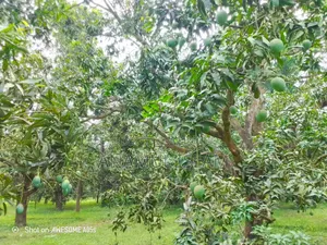 Rajshahi's famous pure Himsagar mango