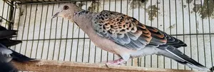 Adult Ring-necked Dove