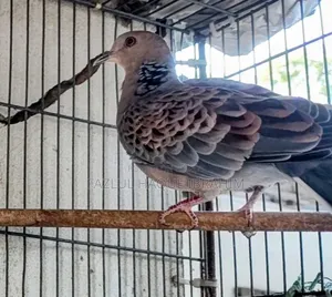 Adult Ring-necked Dove