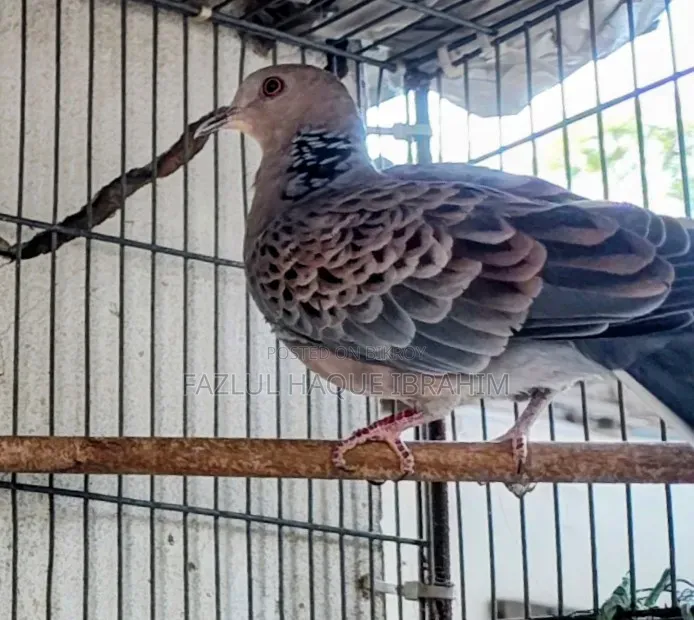 Adult Ring-necked Dove