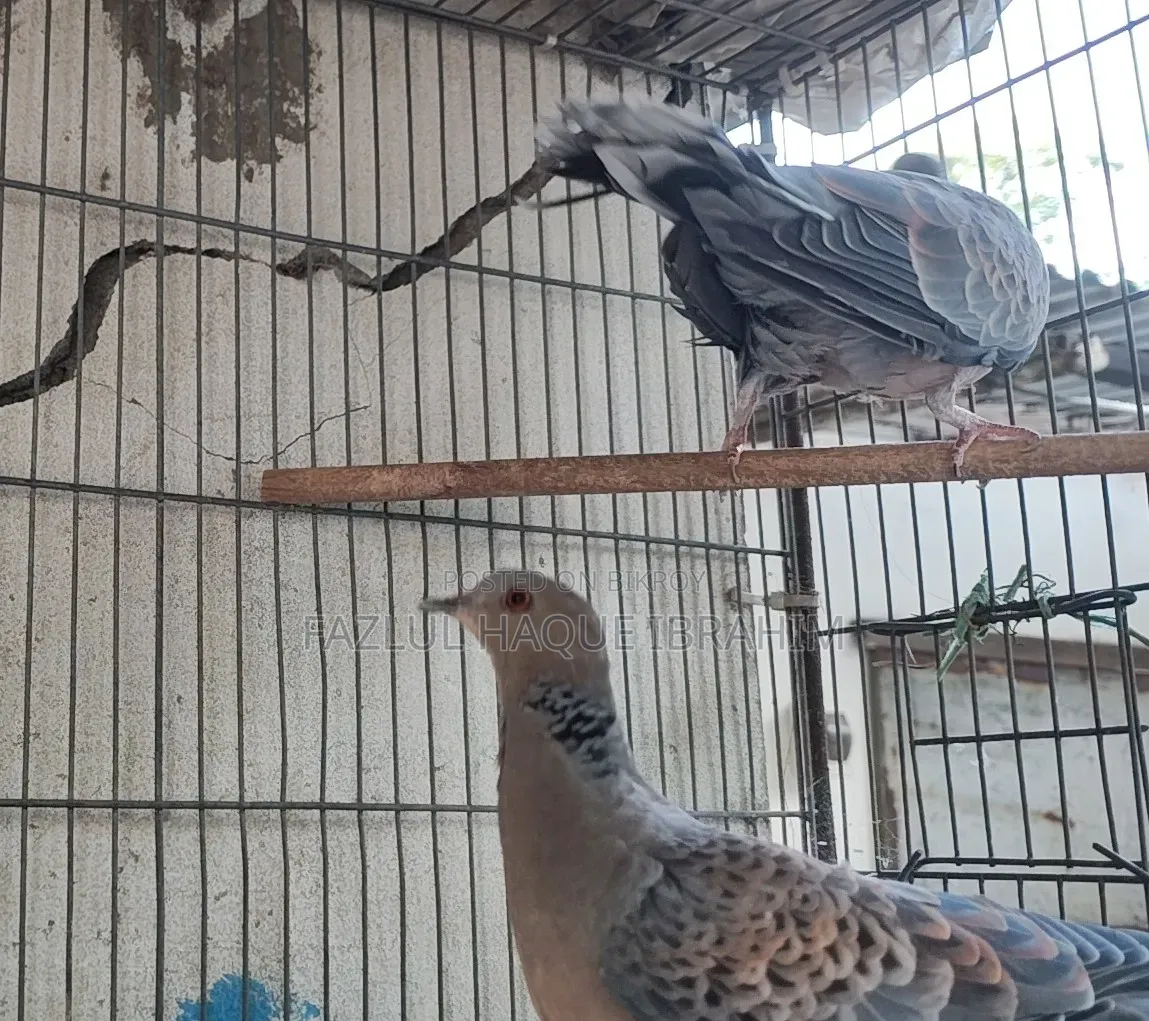 Adult Ring-necked Dove