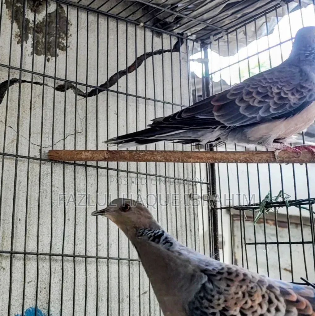 Adult Ring-necked Dove