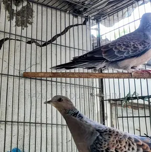Adult Ring-necked Dove