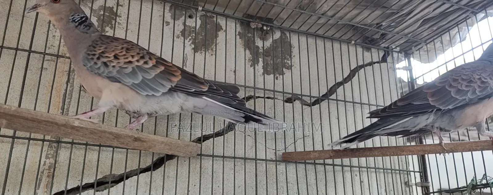Adult Ring-necked Dove
