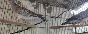 Adult Ring-necked Dove