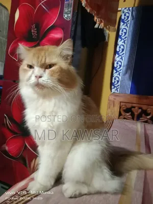1+ year Male Purebred Persian