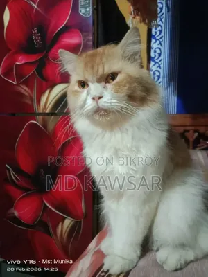 ১+ বছরের পুরুষ বিশুদ্ধ পার্সিয়ান বিড়াল