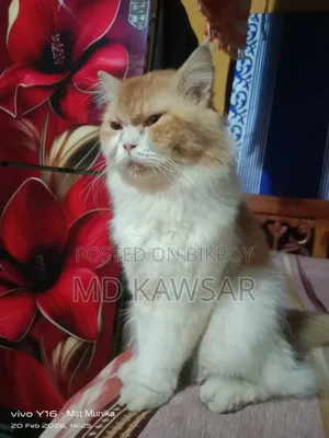 ১+ বছরের পুরুষ বিশুদ্ধ পার্সিয়ান বিড়াল