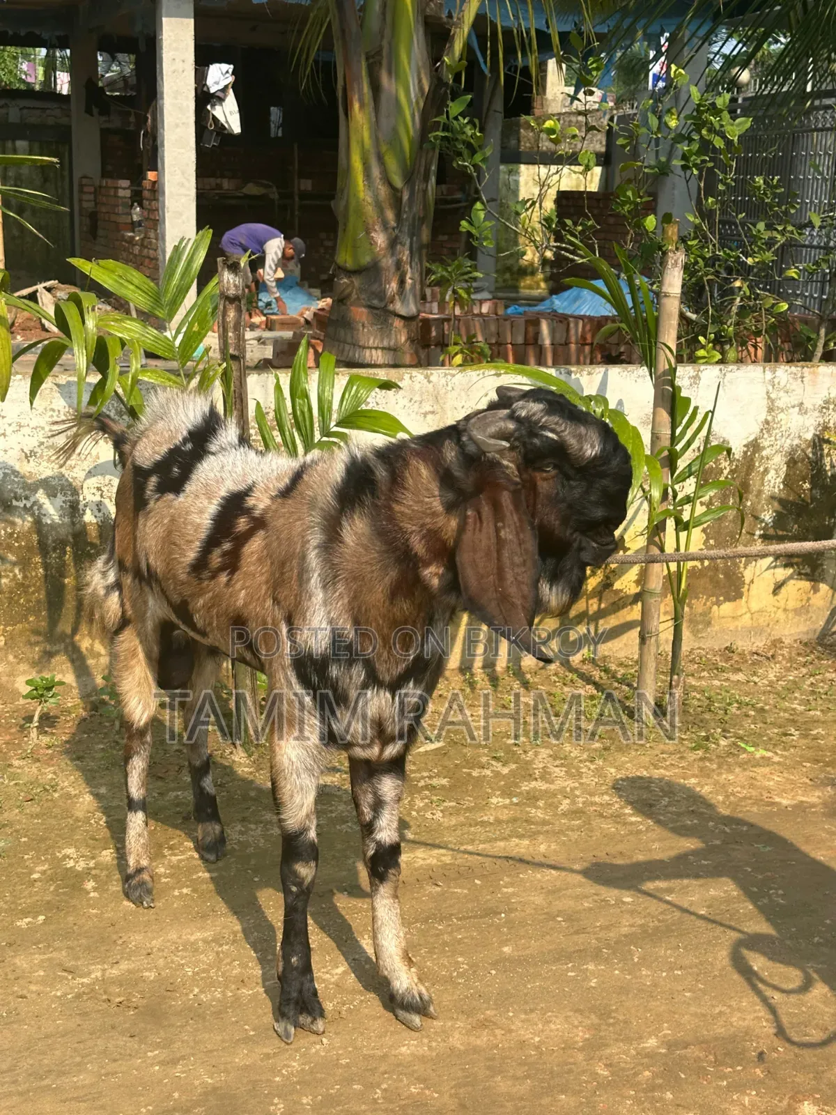 Beetal Breed Goat