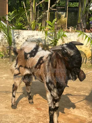 Beetal Breed Goat