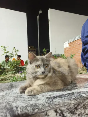 ৩-৬ মাস বয়সী স্ত্রী পিওরব্রেড পার্সিয়ান