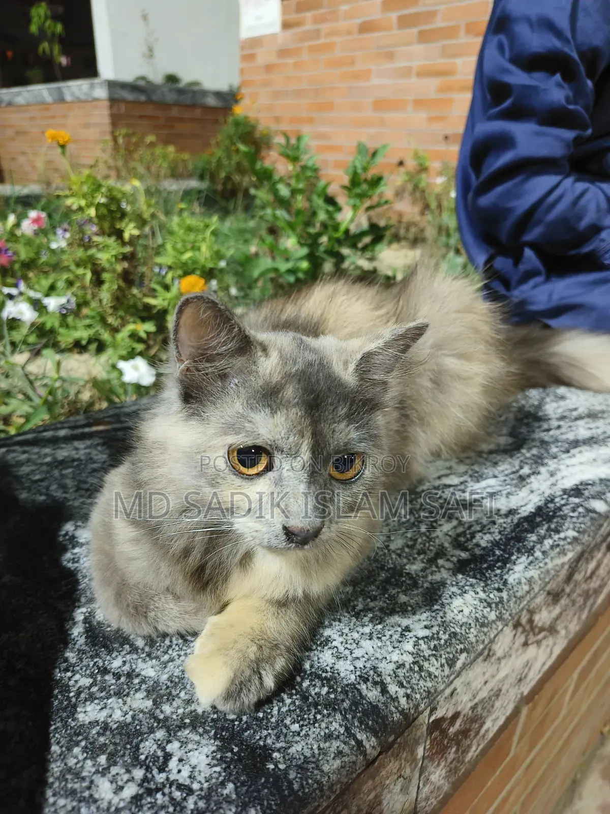 3-6 Months Female Purebred Persian