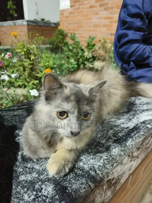3-6 Months Female Purebred Persian
