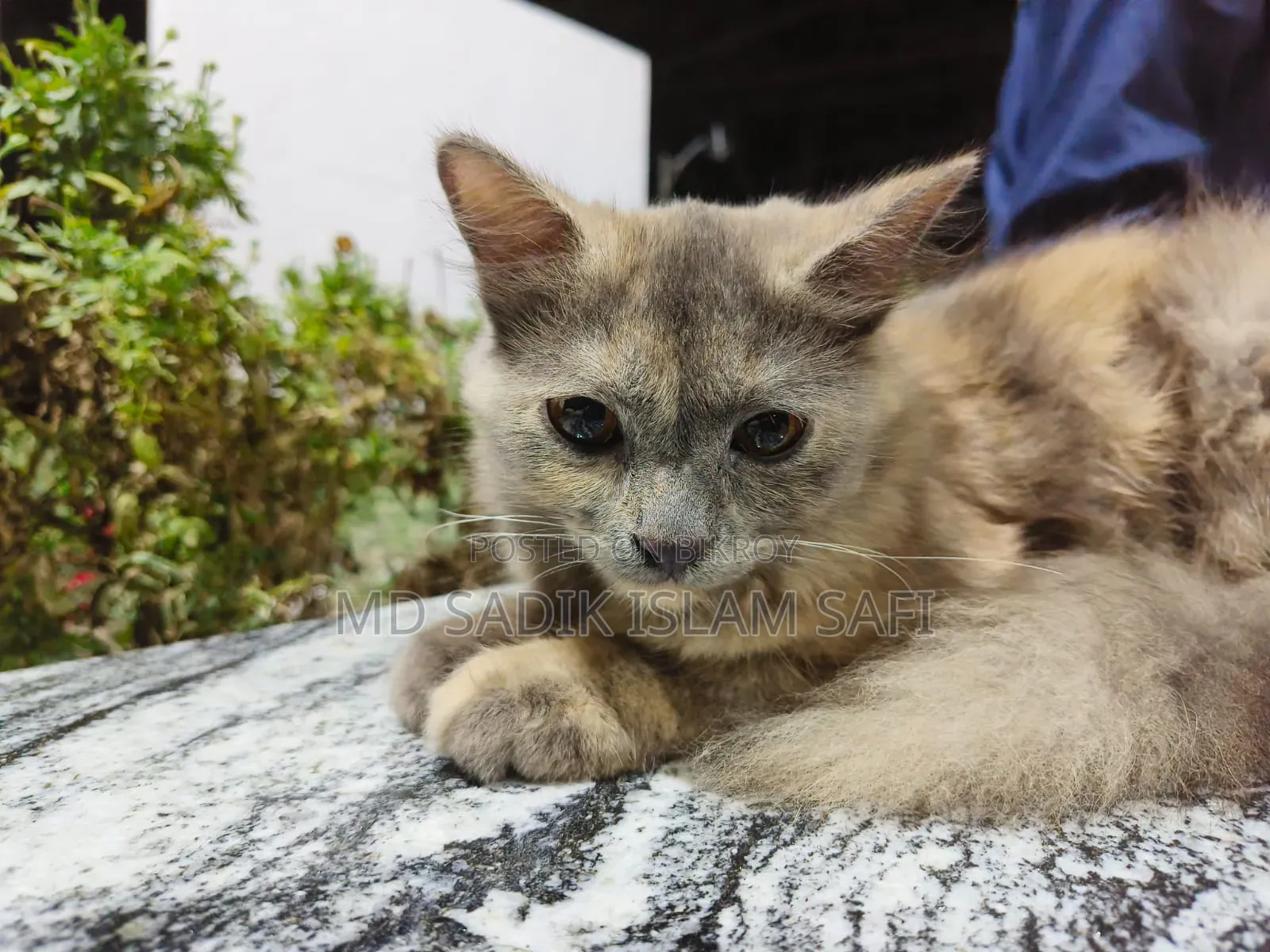 3-6 Months Female Purebred Persian