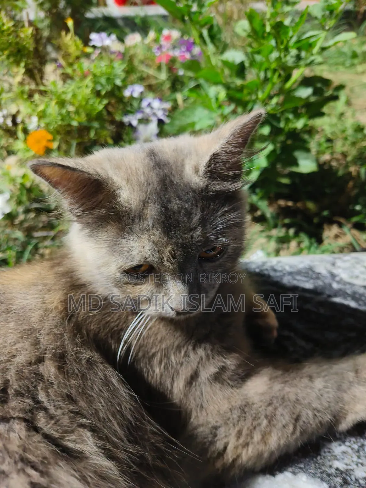 3-6 Months Female Purebred Persian