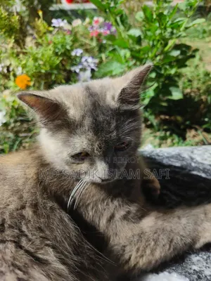 3-6 Months Female Purebred Persian