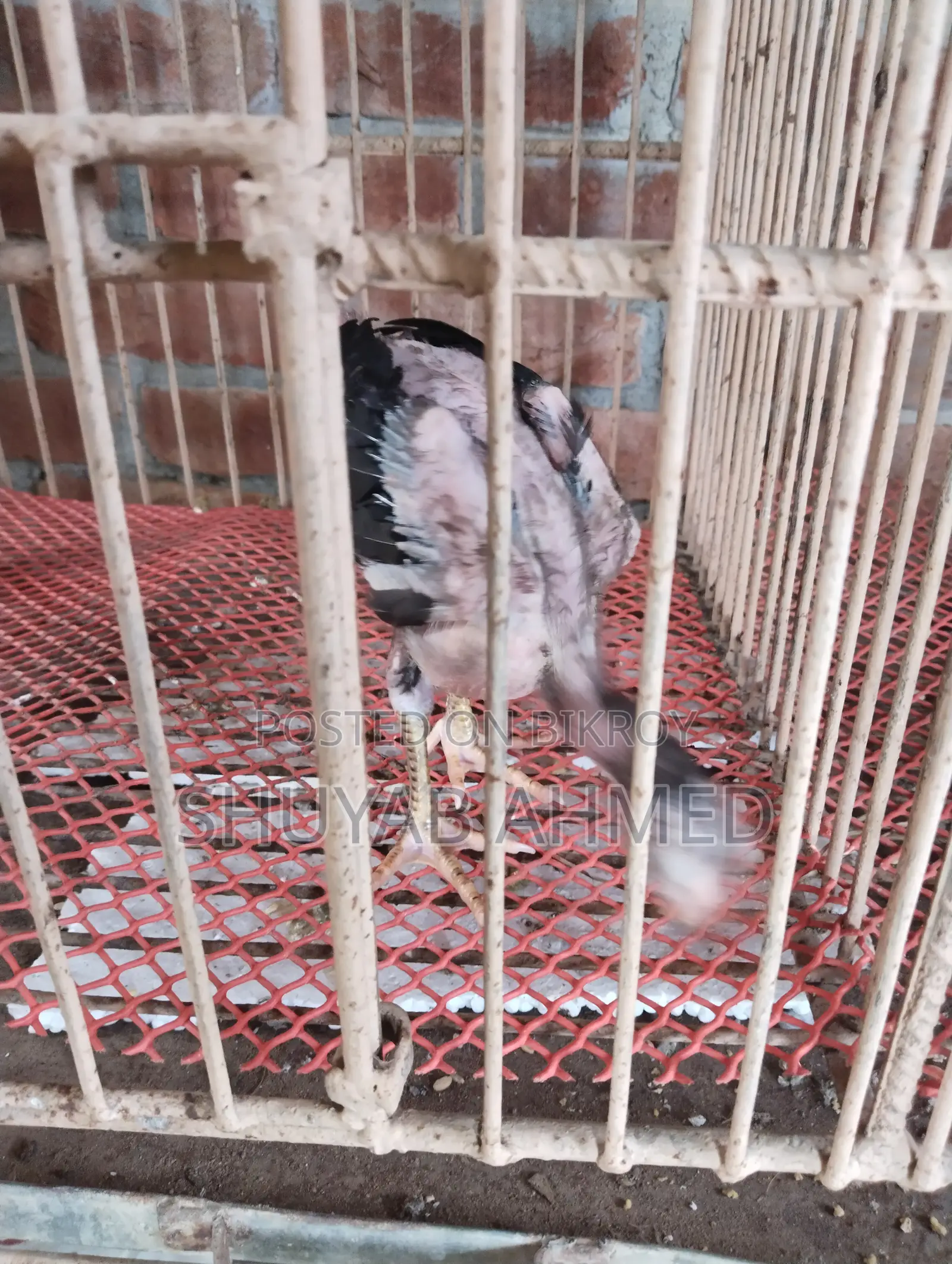 Indian Aseel Chicks