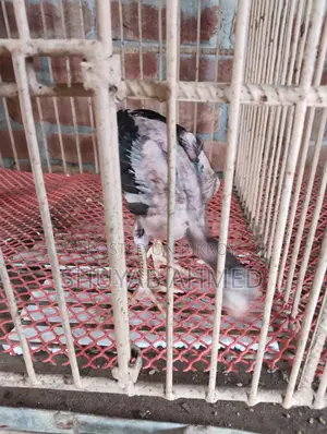 Indian Aseel Chicks