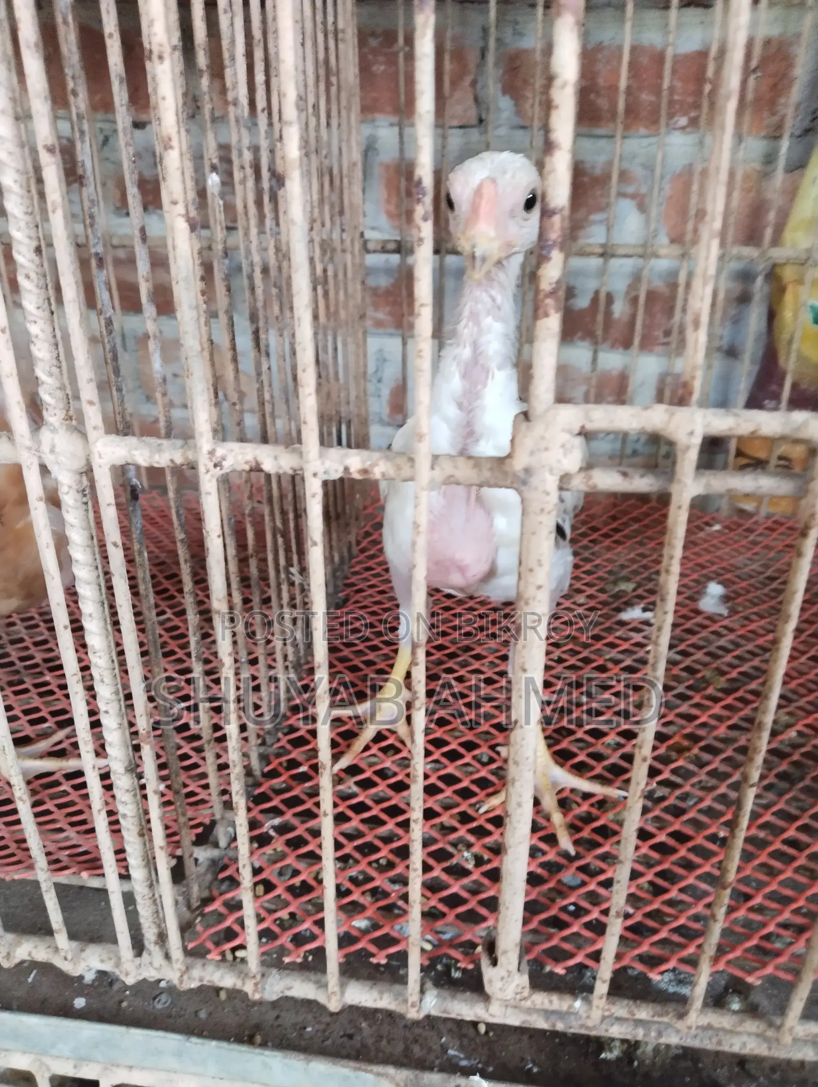 Indian Aseel Chicks